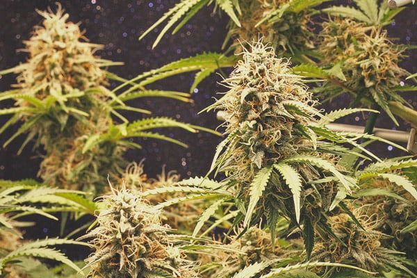 Le monde lumineux des variétés de cannabis Haze et Amnesia