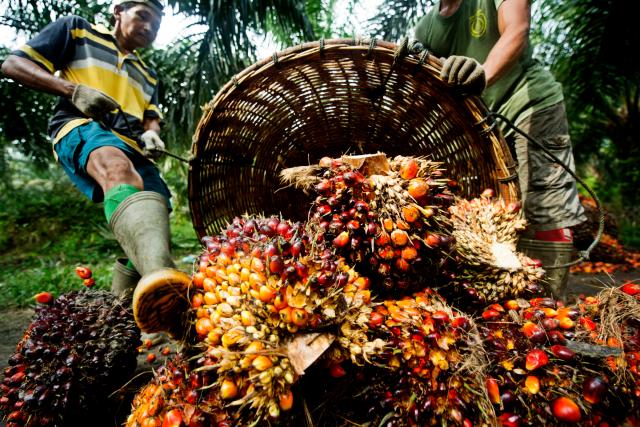 Why Refined Palm Oil Is Widely Used in Food Manufacturing